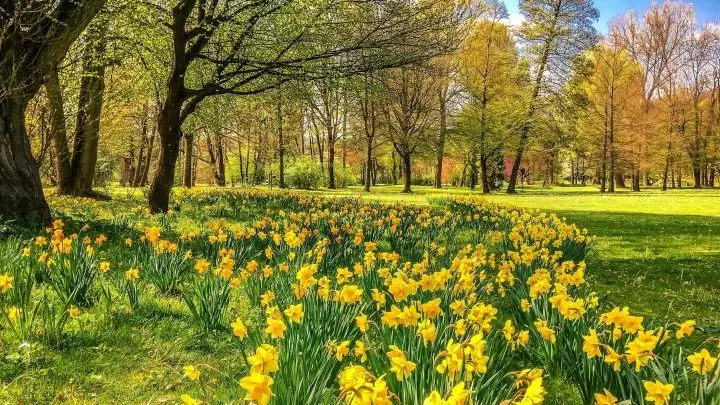daffodils-in-spring_full_width