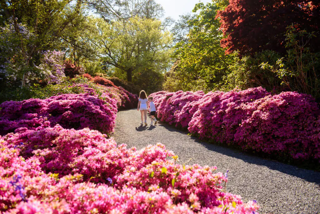 Mount Congreve Gardens Waterford Guests enjoying a scenic walk through vibrant gardens with blooming pink azaleas and lush trees, ideal for relaxation.