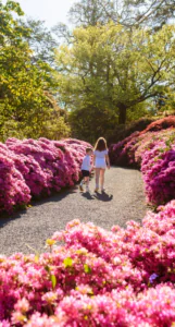 Guests stroll through vibrant gardens with blooming pink flowers, enjoying peaceful paths at our stylish hotel retreat.
