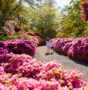 Family strolls through vibrant garden with blooming pink flowers, enjoying serene nature and tranquil paths.